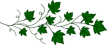 ivy